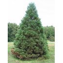 Секвоядендрон продам саджанець, висота 200-250 см, продам саджанець секвоядендрона Sequoiadendron