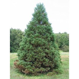 Секвоядендрон продам саджанець, висота 140-160 см, продам саджанець секвоядендрона Sequoiadendron