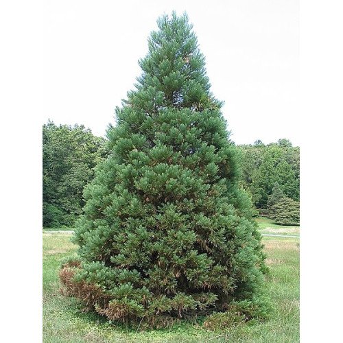 Секвоядендрон продам саджанець, висота 250-300 см, продам саджанець секвоядендрона Sequoiadendron