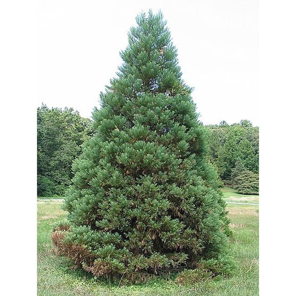 Секвоядендрон продам саджанець, висота 140-160 см, продам саджанець секвоядендрона Sequoiadendron